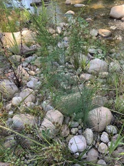 River sheoak (Casuarina cunninghamiana)