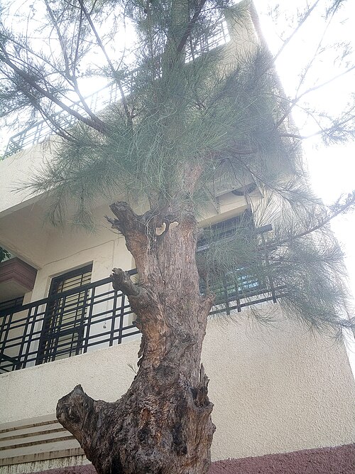 Beach sheoak: Casuarina equisetifolia (मराठी:जंगली सारू:, हिंदी:सरू) tree at Amravati, Maharashtra, India