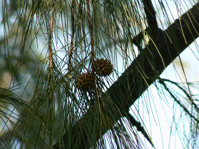 Beach sheoak: Casuarina equisetifolia