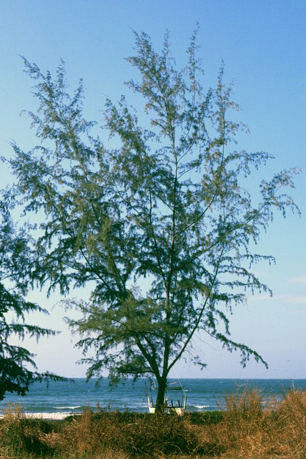 Beach sheoak: Casuarina equisetifolia , Casuarinaceae - Kambodscha/Cambodia, Lamherkay Beach bei Sihanoukville
