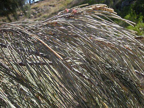 Beach sheoak: Casuarina equisetifolia foliage and flowers, Capricorn Coast, Queensland.