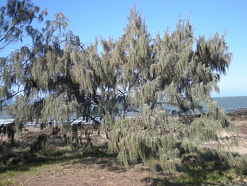 Beach sheoak: Casuarina equisetifolia tree, Capricorn Coast, Queensland.