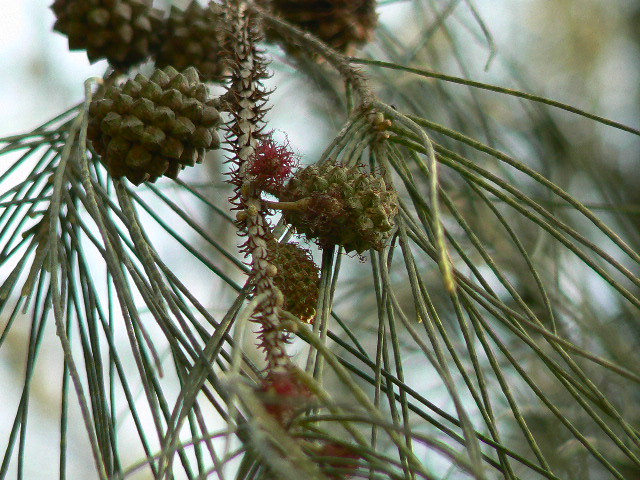Beach sheoak: Casuarina equisetifolia