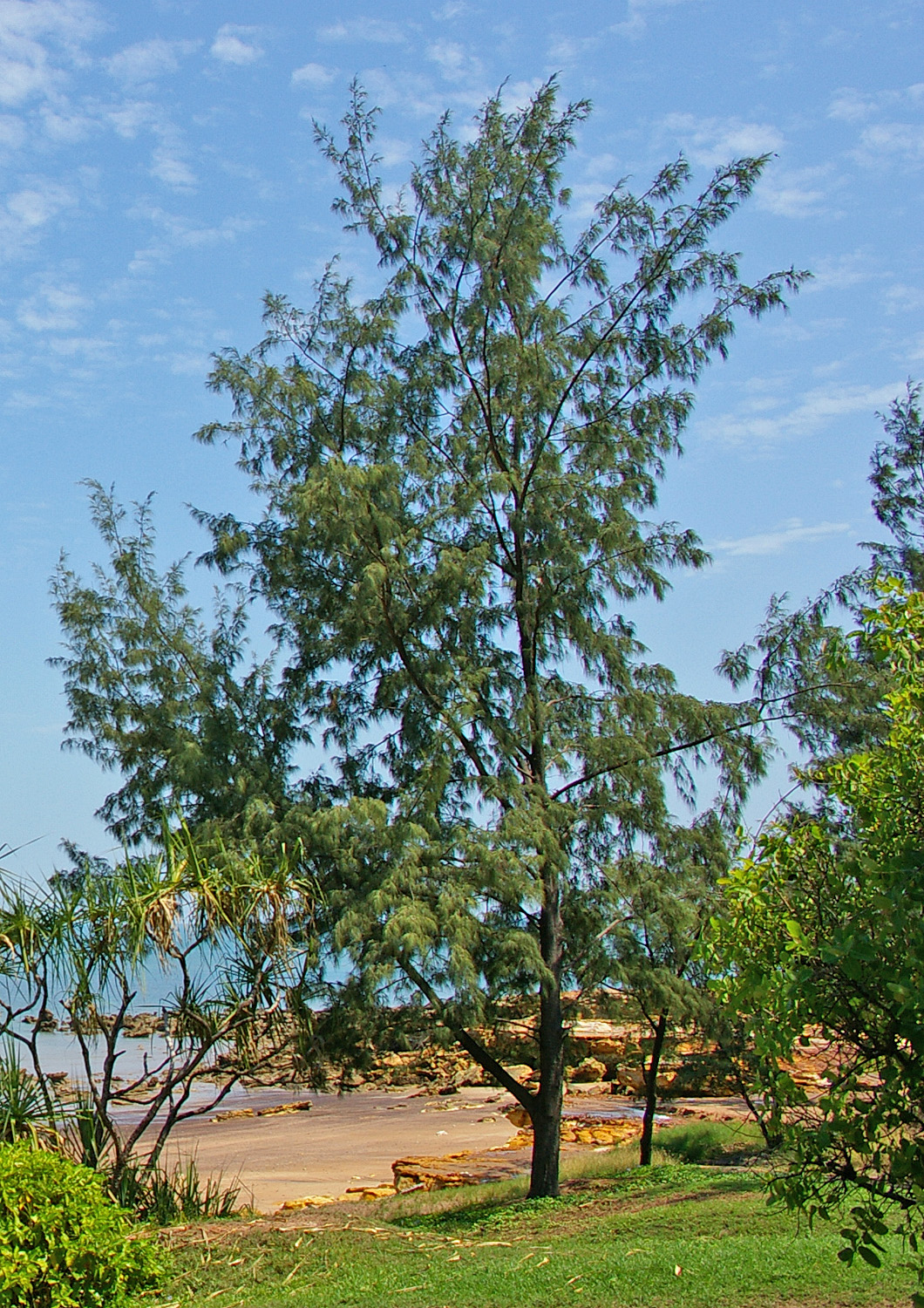 Beach sheoak: Coastal Casuarina tree (Casuarina equisetifolia) . Darwin, Northern Territory