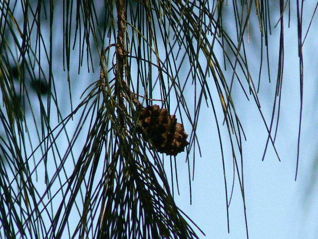Beach sheoak: Casuarina equisetifolia