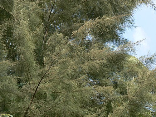 Beach sheoak: Common name : Australian Pine, Horsetail, Horsetail Casuarina, Ironwood, Suru सुरू (Marathi) Botanical name : Casuarina equisetifolia - [ (kazh-yoo-ar-EYE-nuh) 