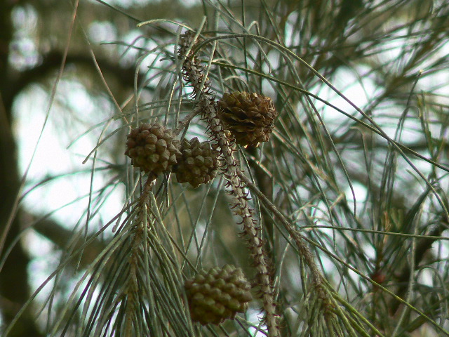 Beach sheoak: Casuarina equisetifolia