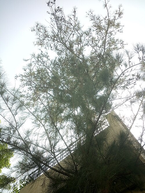 Beach sheoak: Casuarina equisetifolia (मराठी:जंगली सारू:, हिंदी:सरू) tree at Amravati, Maharashtra, India