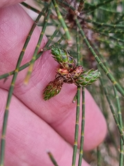 Gray sheoak (Casuarina glauca)