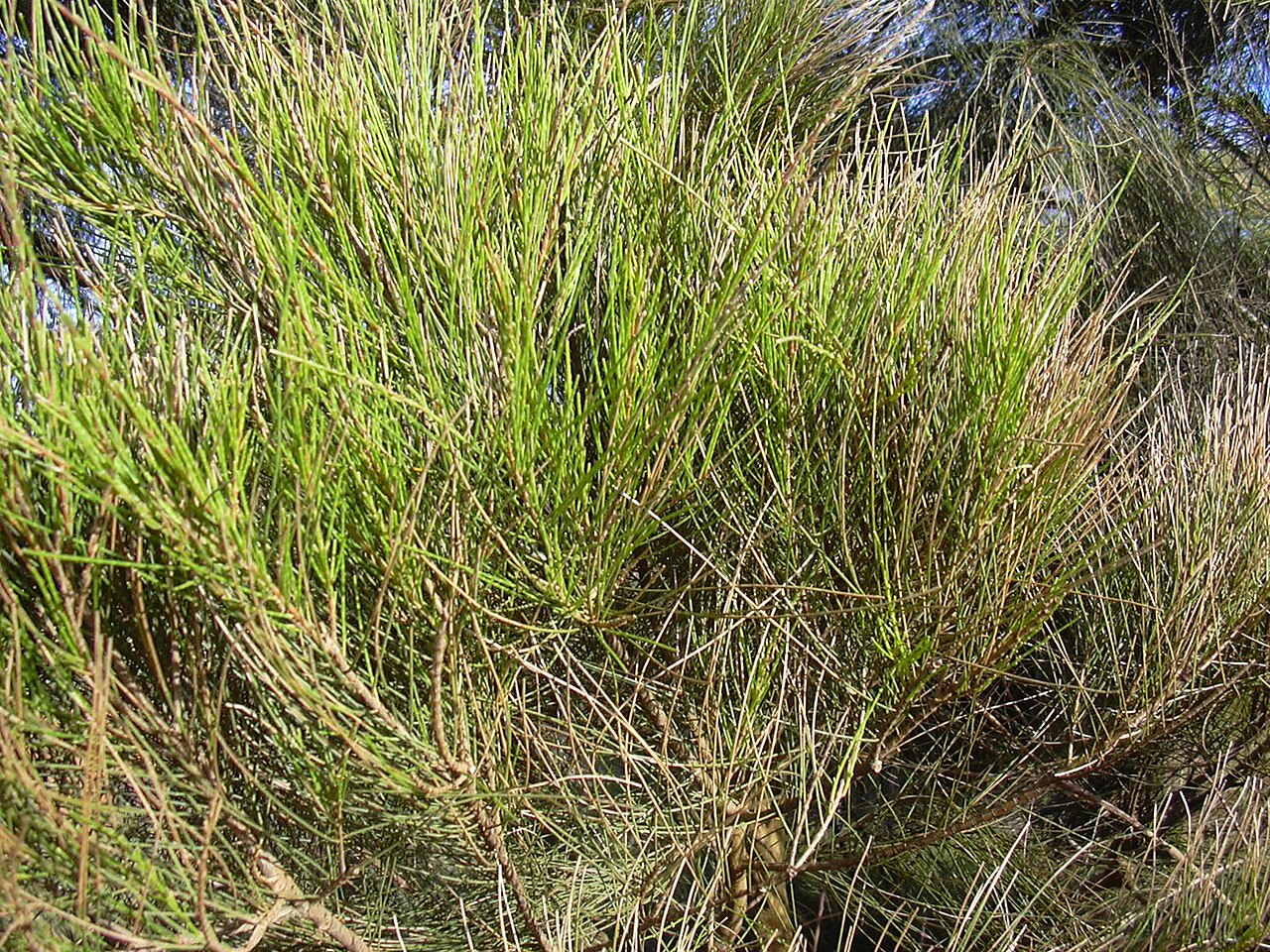 Gray sheoak: Casuarina glauca (leaves). Location: Kahoolawe, Lua Makika