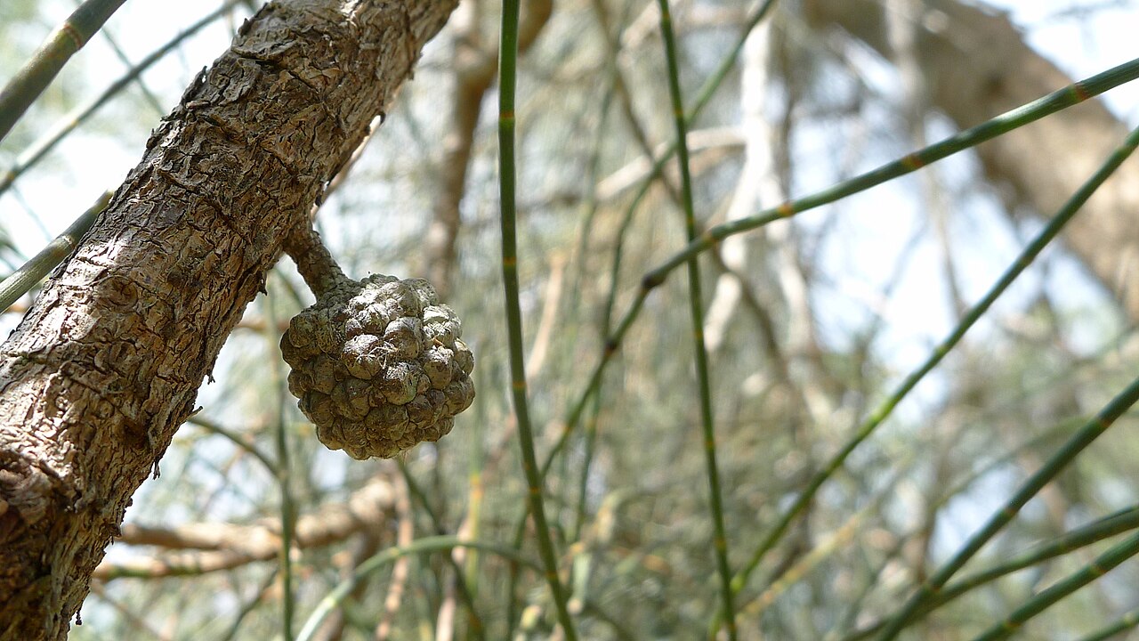 Gray sheoak: Swamp She-oak, Casuarina glauca , cone. Turners Flat, NSW, Australia, December 2014.
