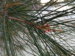 Gray sheoak (Casuarina glauca)