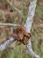 Gray sheoak (Casuarina glauca)