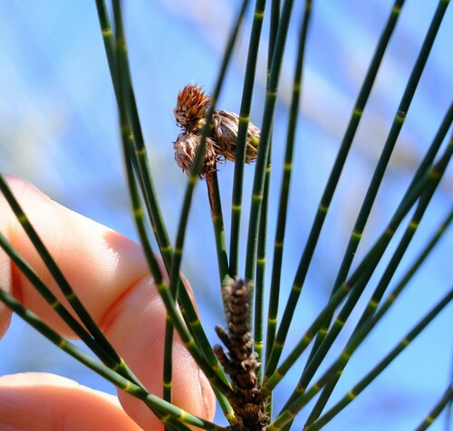 Gray sheoak (Casuarina glauca)