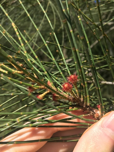 Gray sheoak (Casuarina glauca)