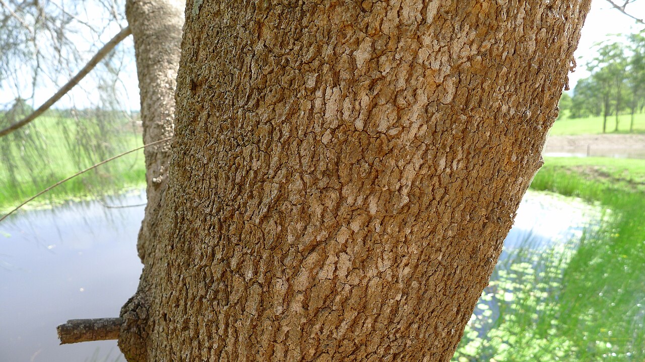 Gray sheoak: Swamp She-oak, Casuarina glauca , bark. Turners Flat, NSW, Australia, December 2014.
