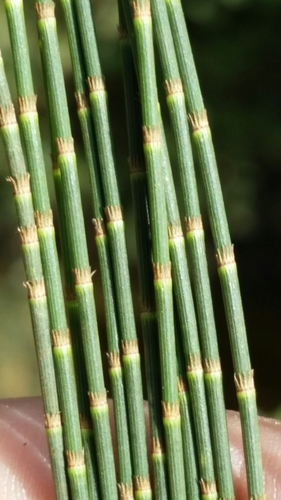 Gray sheoak (Casuarina glauca)