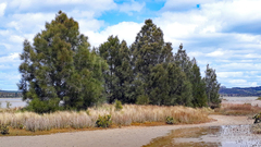 Gray sheoak (Casuarina glauca)