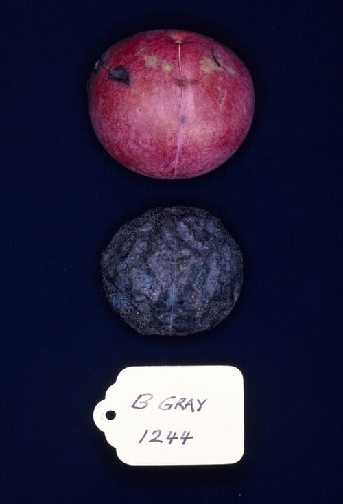 Hey's oak nut: Catalepidia heyana fruit