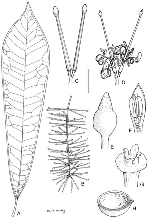 Hey's oak nut: Catalepidia heyana botanical sketch