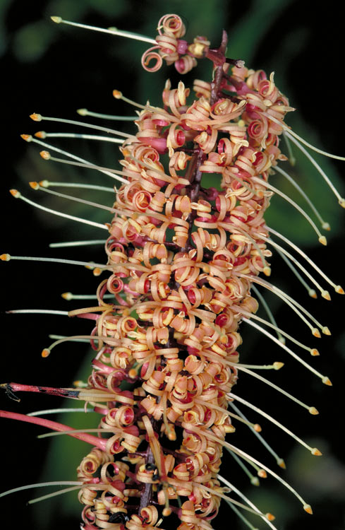 Hey's oak nut: Catalepidia heyana inflorescence