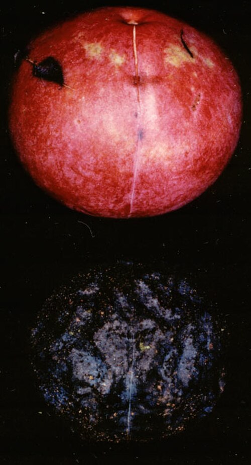 Hey's oak nut: Catalepidia heyana fruit