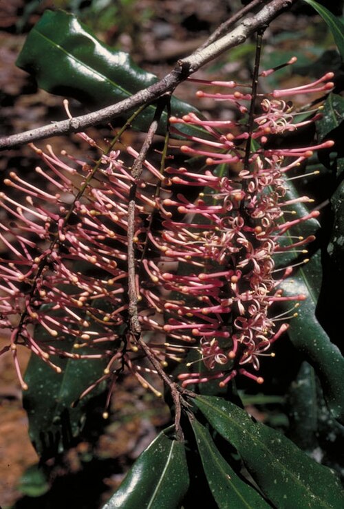 Hey's oak nut: Catalepidia heyana inflorescence
