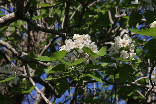Southern catalpa (Catalpa bignonioides)