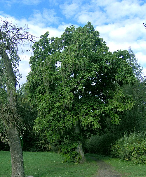 Southern catalpa: Surmia ( Catalpa bignonioides ) w parku w Wybczu .