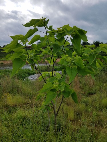 Southern catalpa (Catalpa bignonioides)
