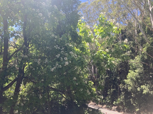 Southern catalpa (Catalpa bignonioides)