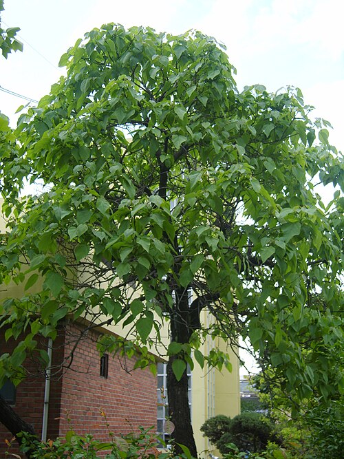 Southern catalpa: Catalpa bignonioides in Bupyung, Korea