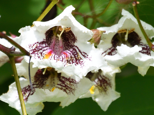 Southern catalpa (Catalpa bignonioides)