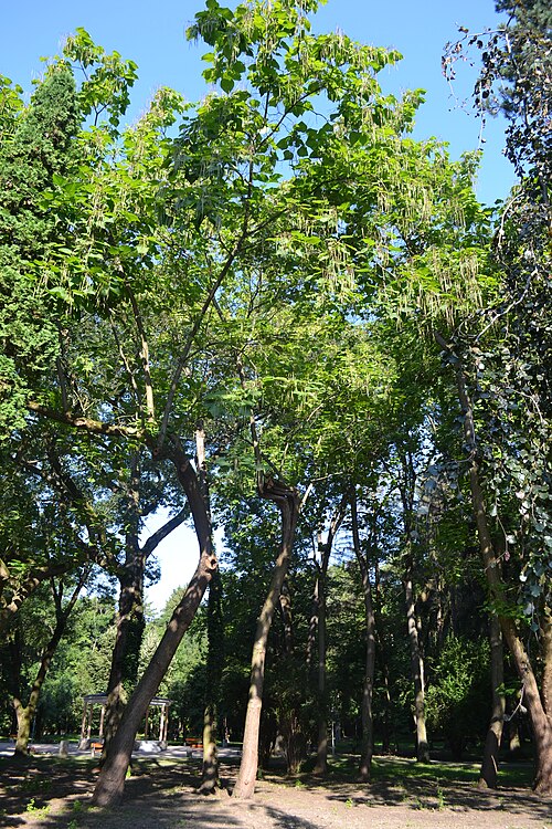 Southern catalpa: Catalpa bignonioides - City Park in Lučenec
