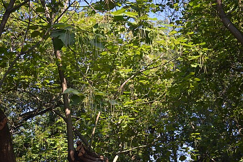 Southern catalpa: Catalpa bignonioides - City Park in Lučenec