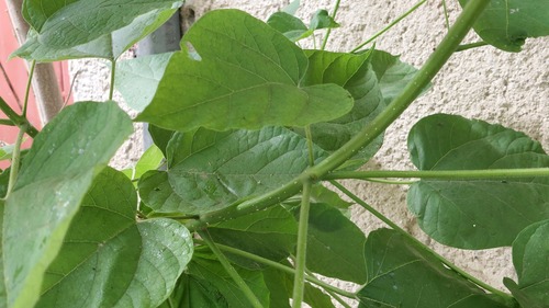 Southern catalpa (Catalpa bignonioides)