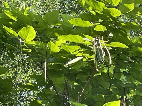 Southern catalpa (Catalpa bignonioides)