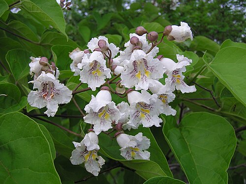 Southern catalpa: Inflorescence of Southern Сatalpa ( Catalpa bignonioides ). Saratov city, Russia.