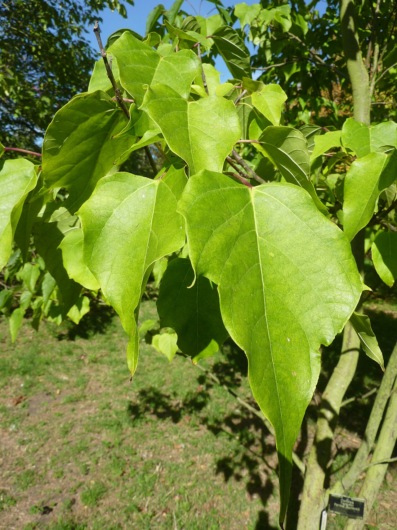 Catalpa bungei: Catalpa duclouxii