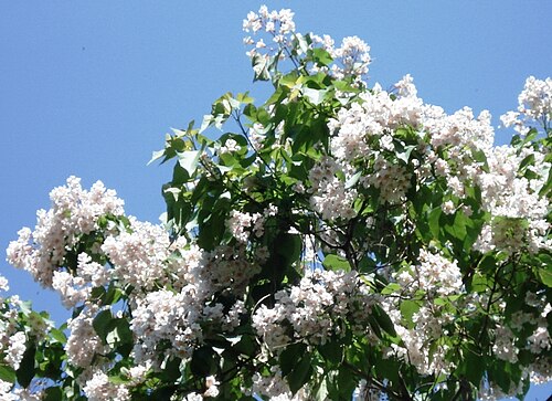Catalpa bungei: Catalpa fargesii- Blüten und Blätter