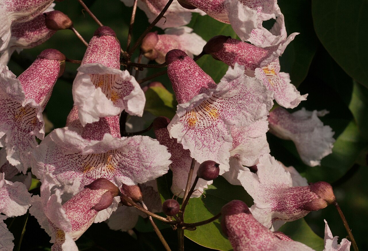 Catalpa bungei: Manchurian catalpa ( Catalpa bungei ) in bloom at the Brooklyn Botanic Garden