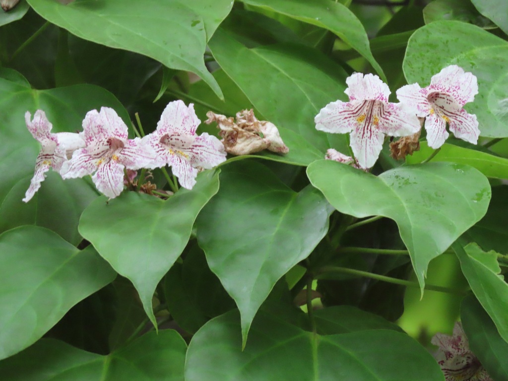 Catalpa bungei (Catalpa bungei)