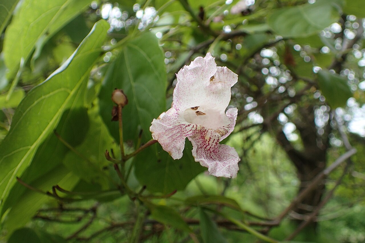 Catalpa bungei: Catalpa fargesii in Hackfalls Arboretum, Hawkes's Bay