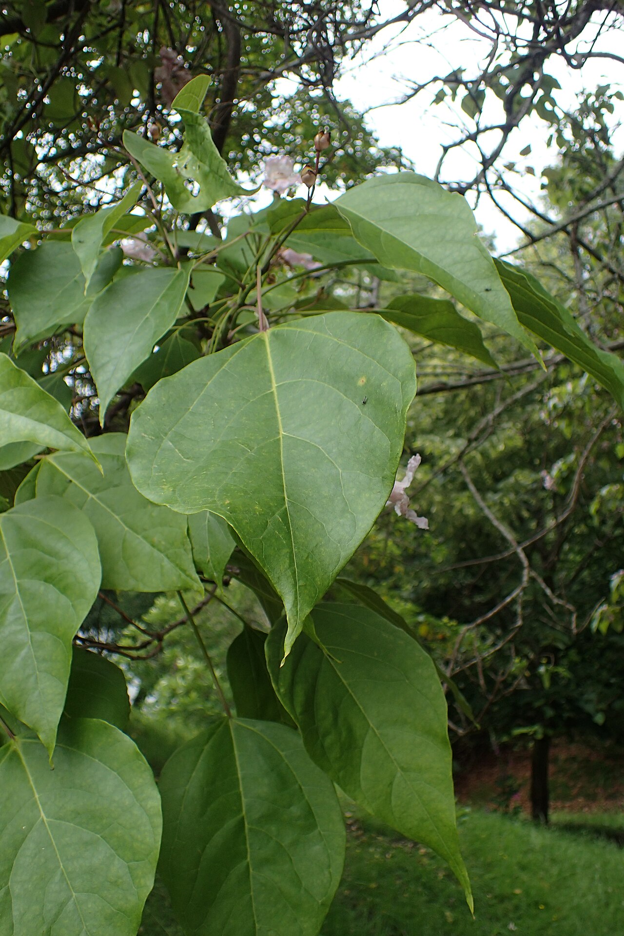 Catalpa bungei: Catalpa fargesii in Hackfalls Arboretum, Hawkes's Bay