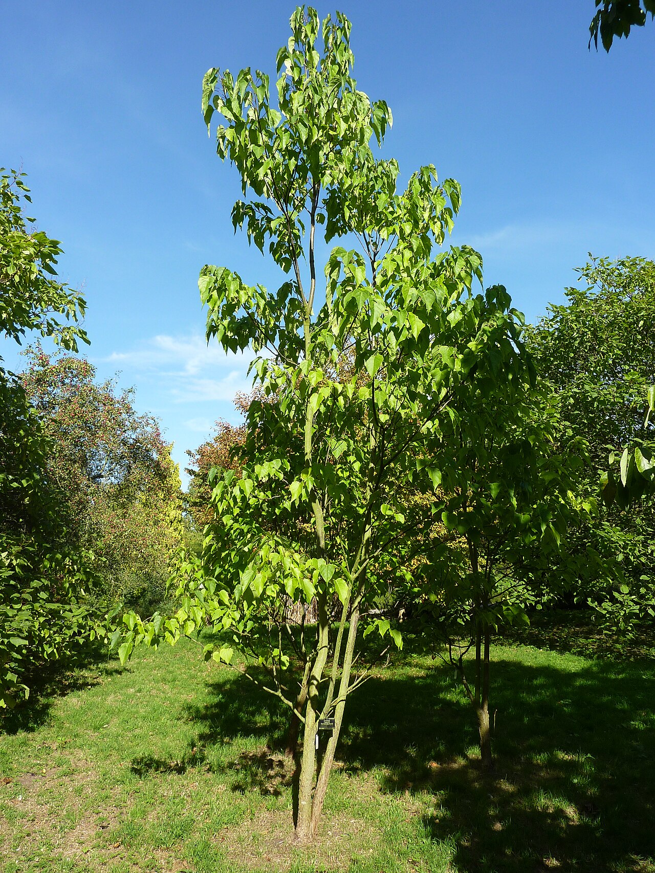 Catalpa bungei: Catalpa duclouxii