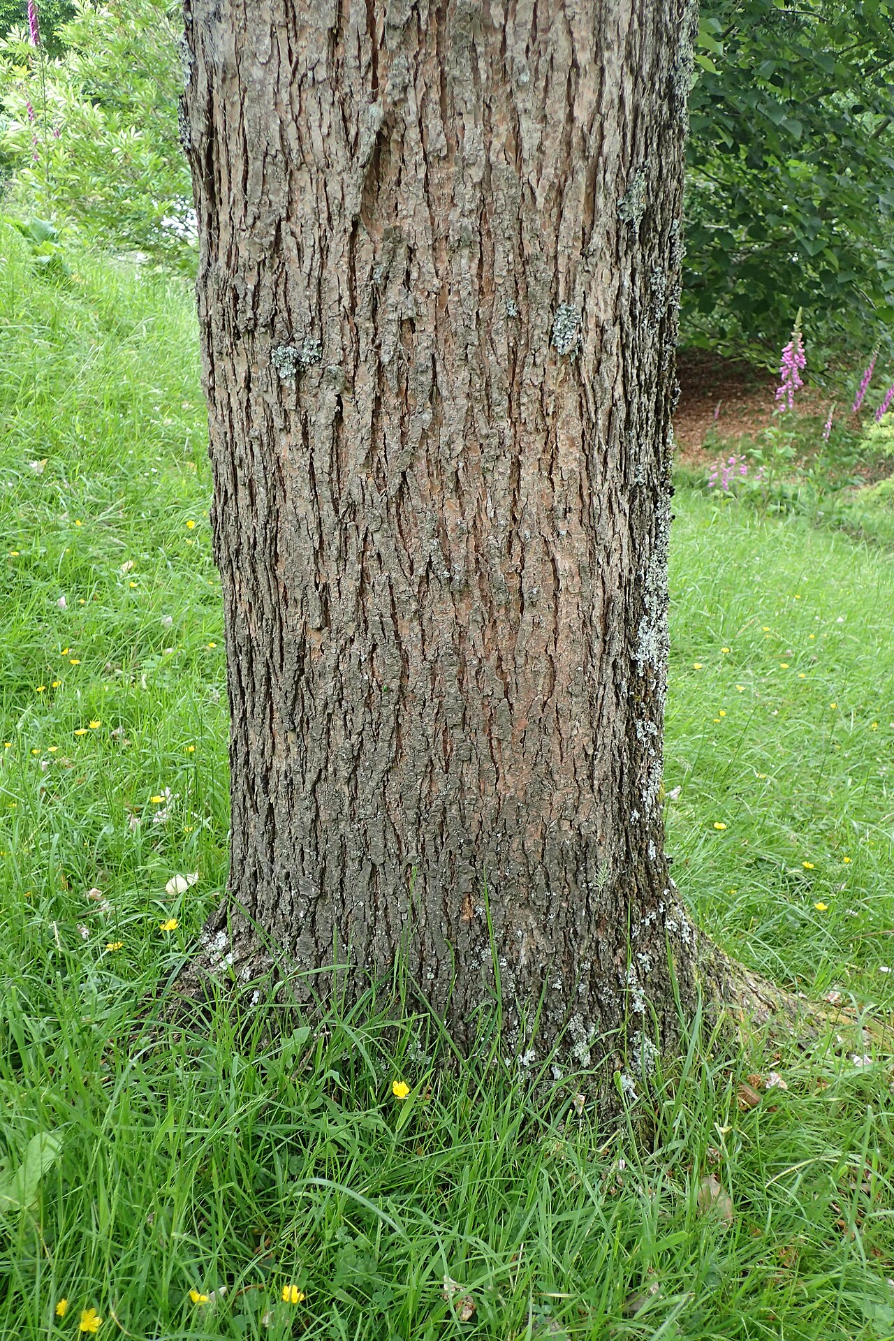 Catalpa bungei: Catalpa fargesii in Hackfalls Arboretum, Hawkes's Bay