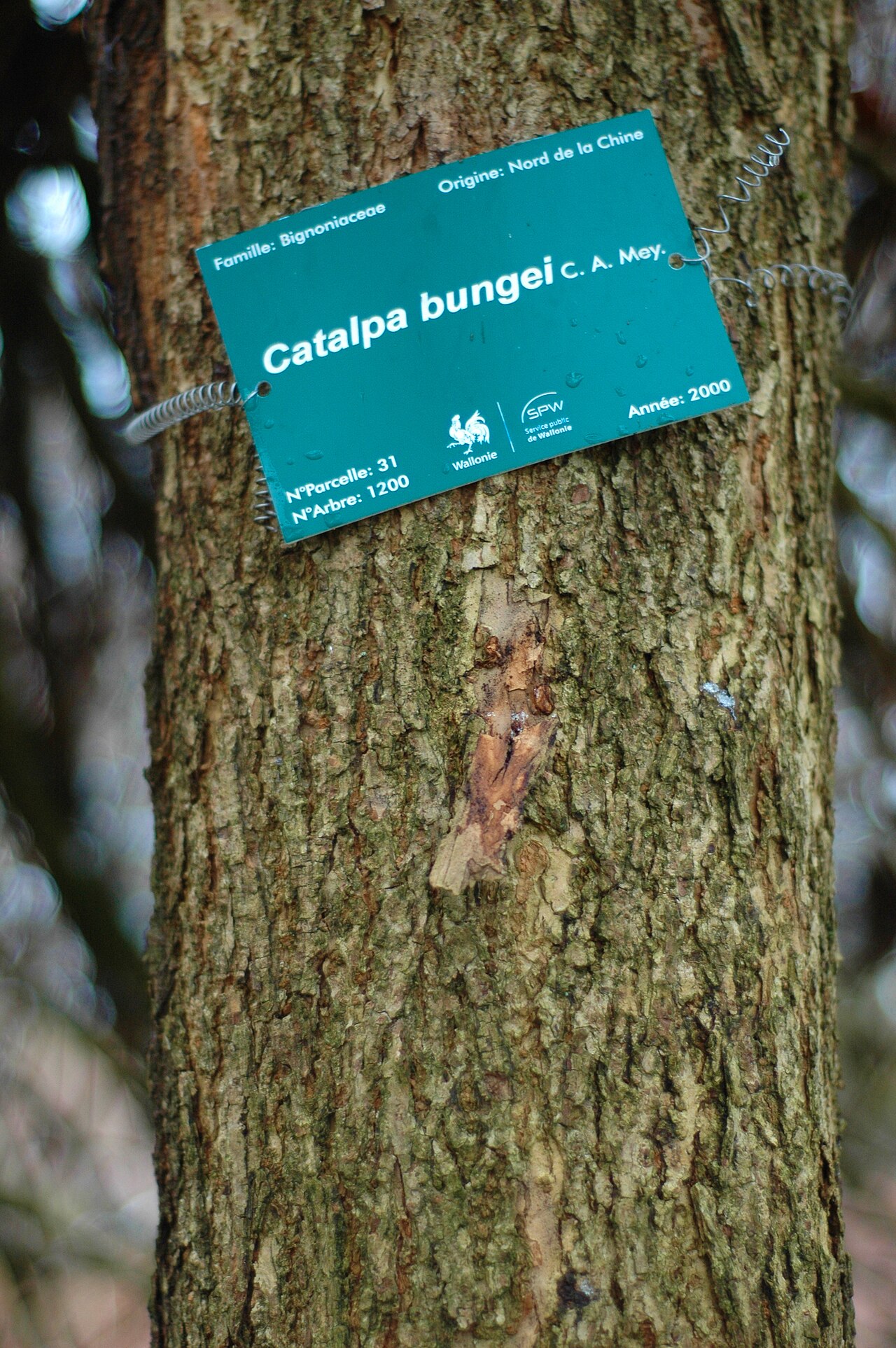 Catalpa bungei: Catalpa bungei