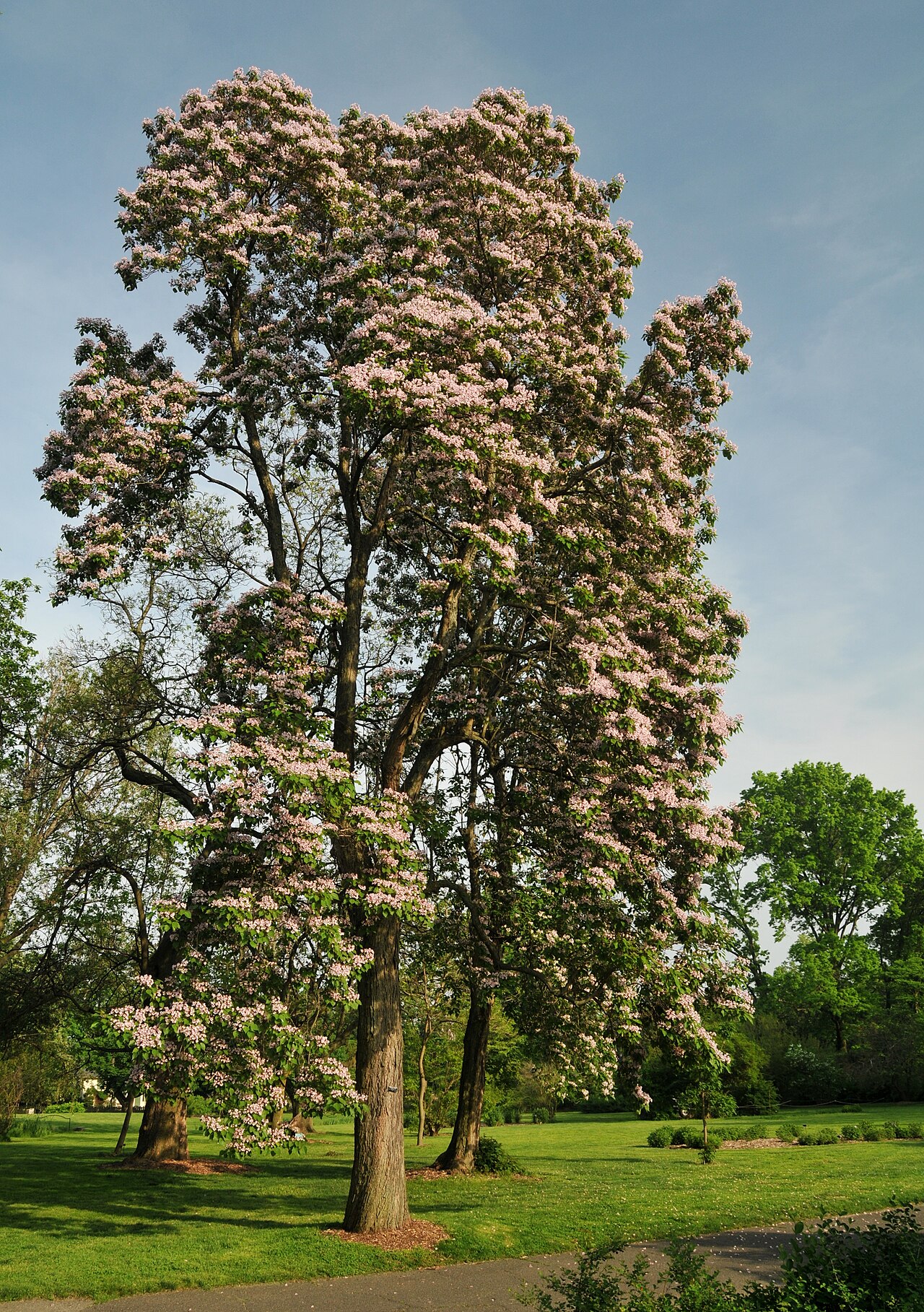 Catalpa bungei: Manchurian catalpa ( Catalpa bungei ) in bloom at the Brooklyn Botanic Garden