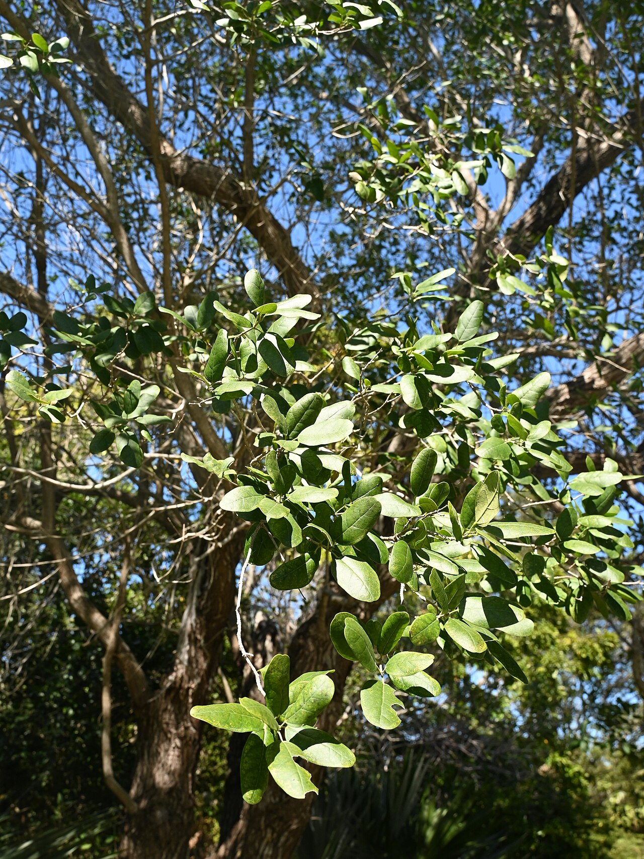 Catalpa macrocarpa: Catalpa macrocarpa in the Fairchild Tropical Botanic Garden, Miami