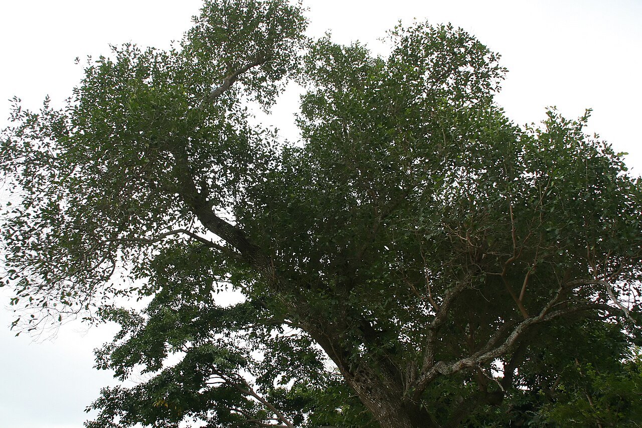 Catalpa macrocarpa: Location taken: Fairchild Tropical Botanic Garden, Miami, FL USA. Names: Catalpa macrocarpa (A. Rich.) Ekman & Urban, Stirrup shel Classification: Plantae > Mag